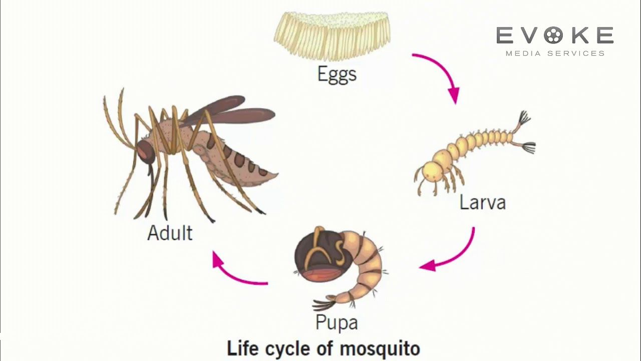 Understanding the Life Cycle of Mosquitoes