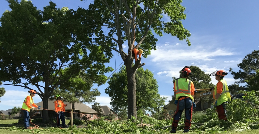 Enhancing Urban Greenery Tree Trimming and Pruning Services in Austin