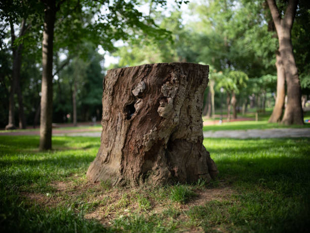 Unearthing the Secrets of Effective Stump Removal: Techniques, Tips, and Considerations