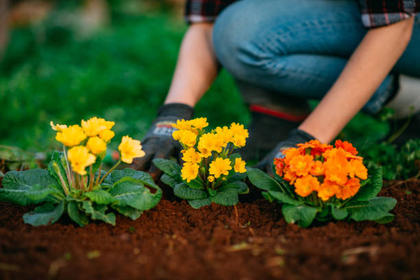 Revitalize Your Outdoor Space: The Importance of Yard Work