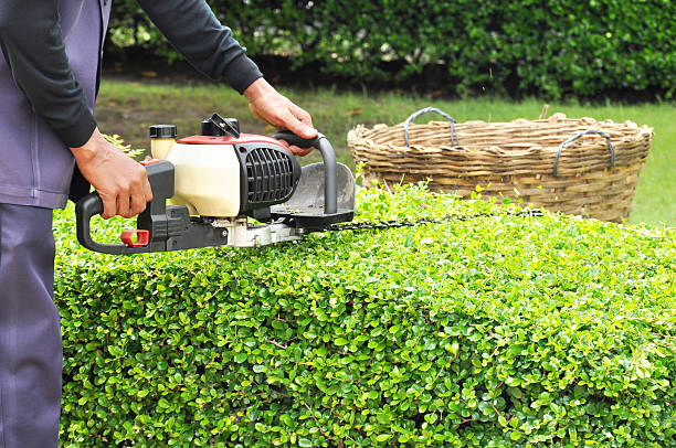 Everything You Need to Know About Shrub Care